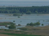RO, Tulcea, Danube delta 36, Saxifraga-Dirk Hilbers